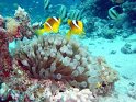 030509_Gamoul Soraya - Poissons clown - Dsc02402~